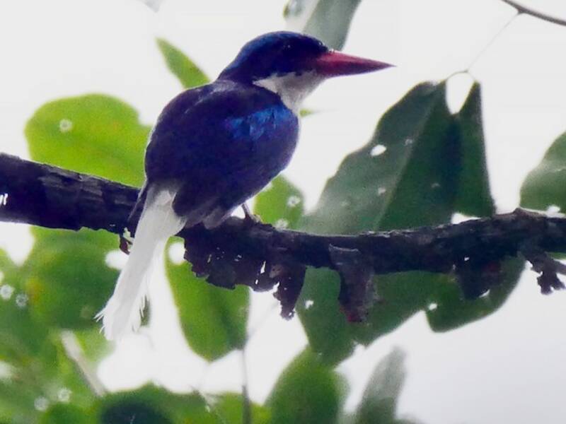 Kofiau Paradise-Kingfisher, Photos 3