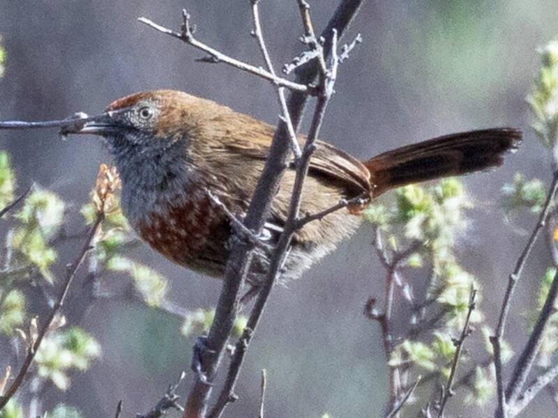 Cinnamon-breasted Warbler, 照片 2