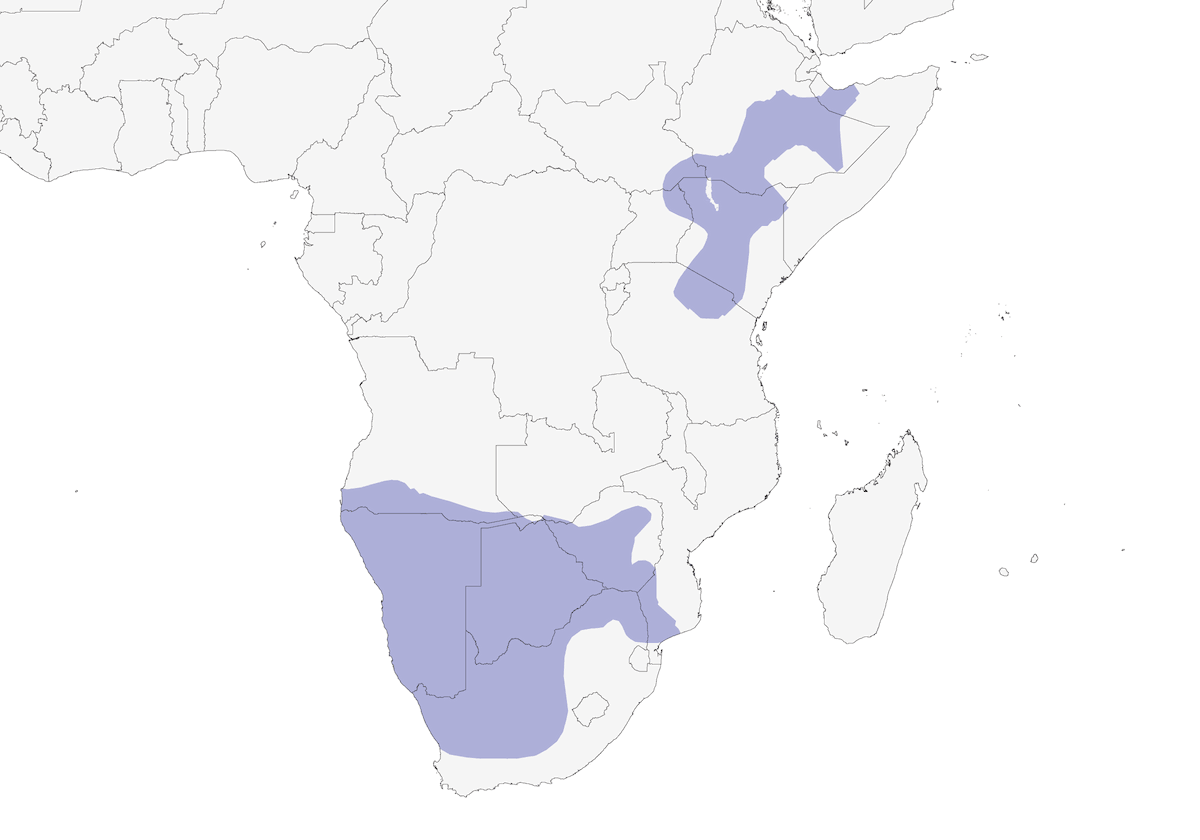 Avutarda kori, Distribución 1