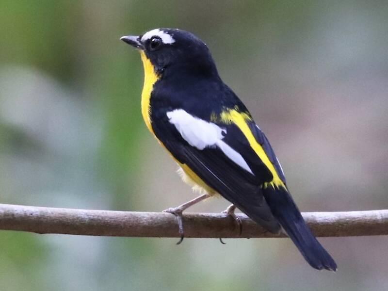 Papamoscas Culigualdo, Fotos 2