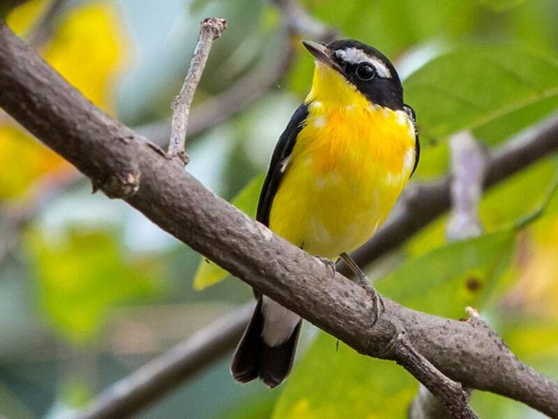 Papamoscas Culigualdo, Fotos 4