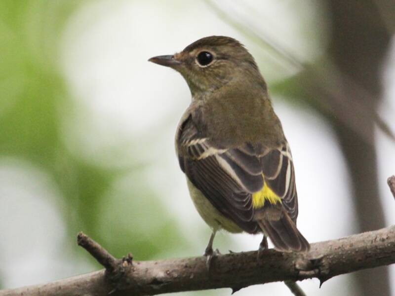 Yellow-rumped Flycatcher