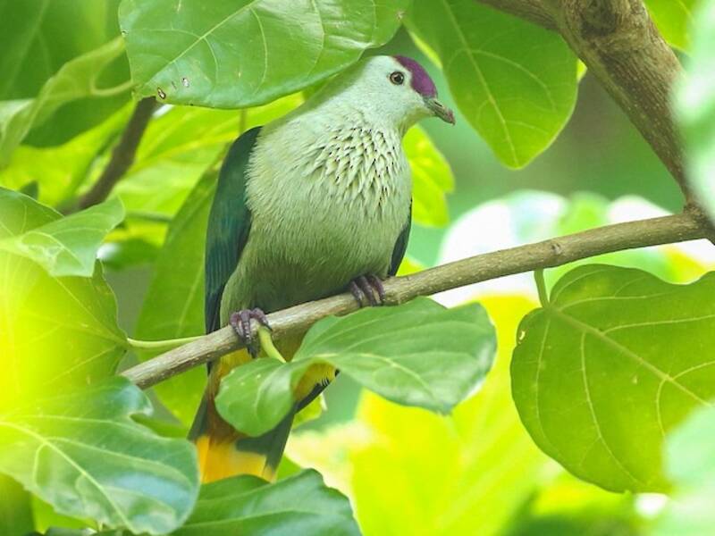 Kosrae-Fruchttaube, Fotos 3