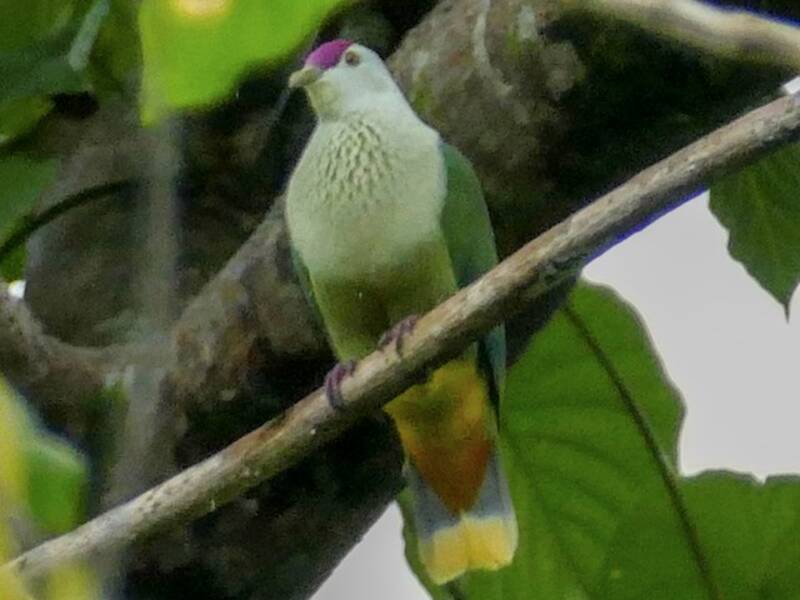 Kosrae-Fruchttaube, Fotos 2
