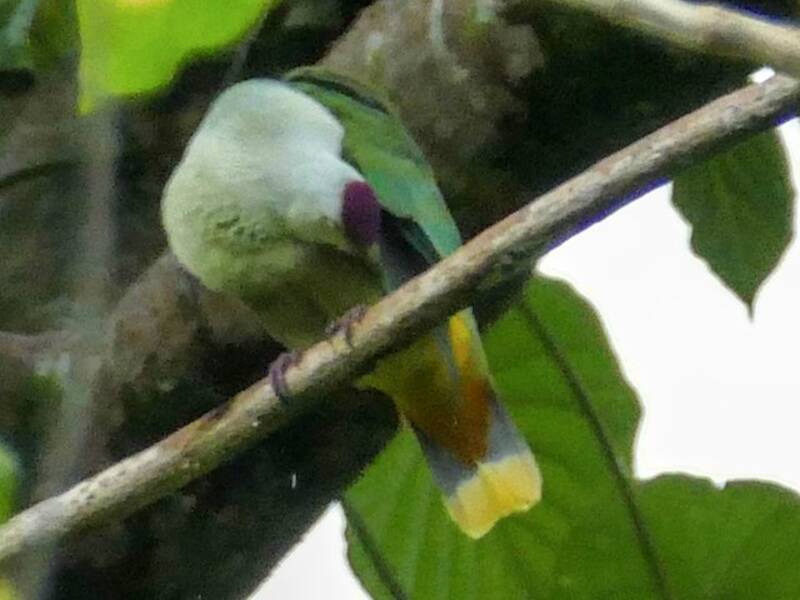 Ptilope de Kosrae
