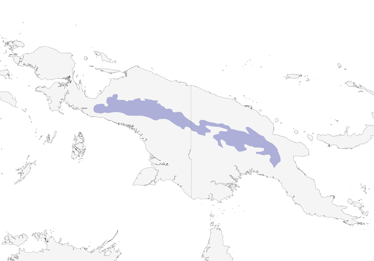 Paradisier du roi de Saxe, Distribution 1