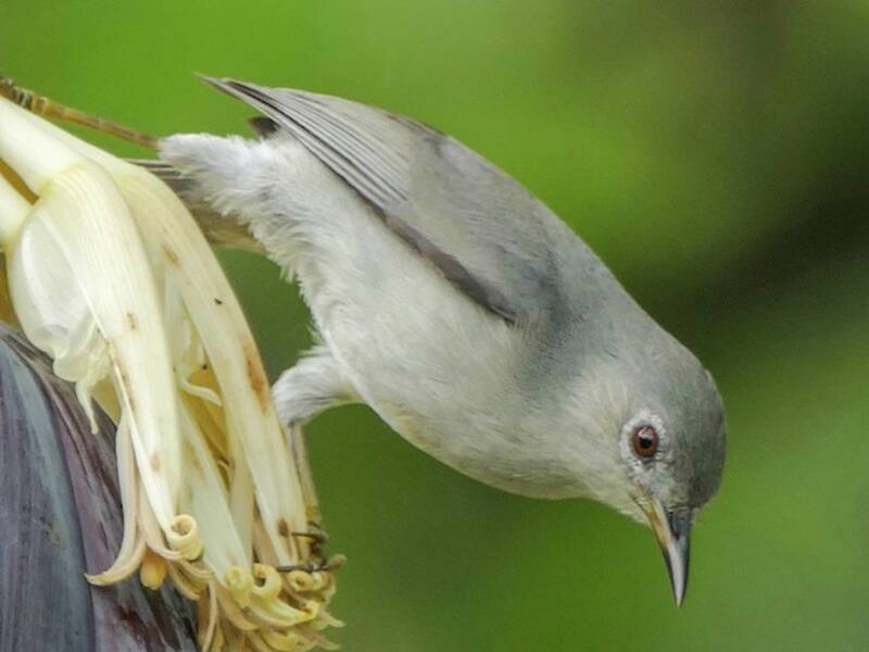 Kosrae-Brillenvogel, Fotos 3