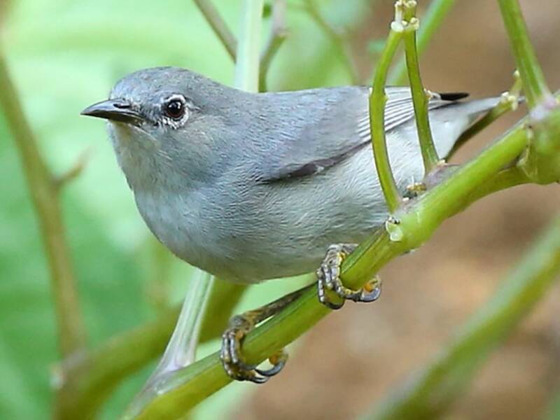 Kosrae-Brillenvogel, Fotos 4