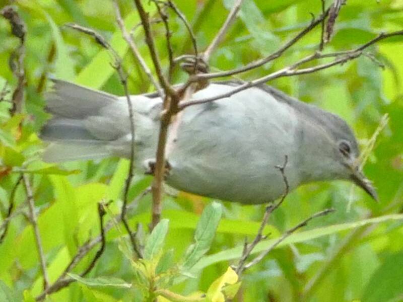 Zostérops de Kosrae
