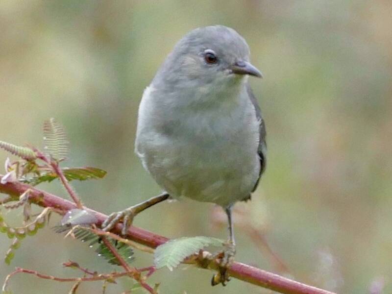 Kosrae-Brillenvogel, Fotos 2