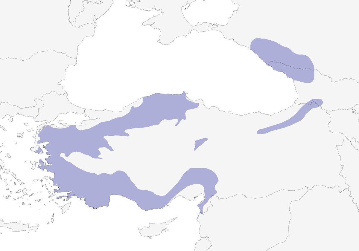 Sittelle de Krüper, Distribution 1