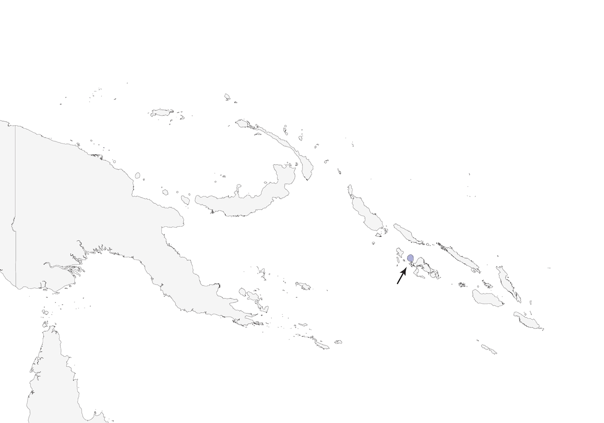 Luì di Kolombangara, Distribuzione 1