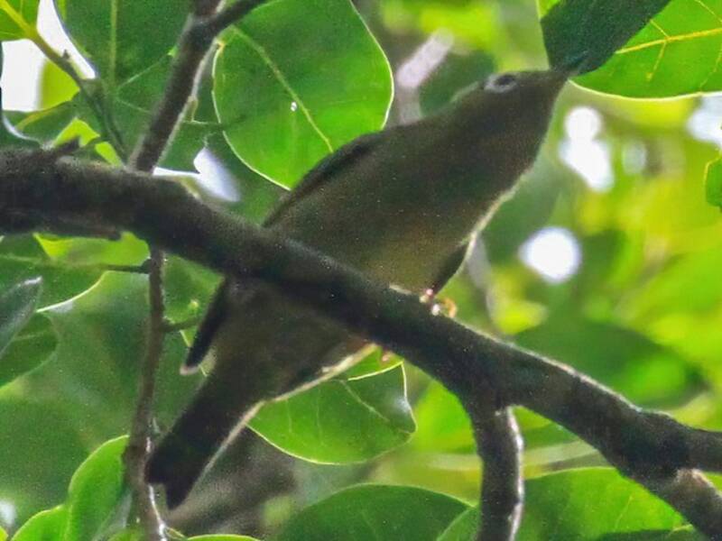 Zostérops de Kolombangara, Photos 2