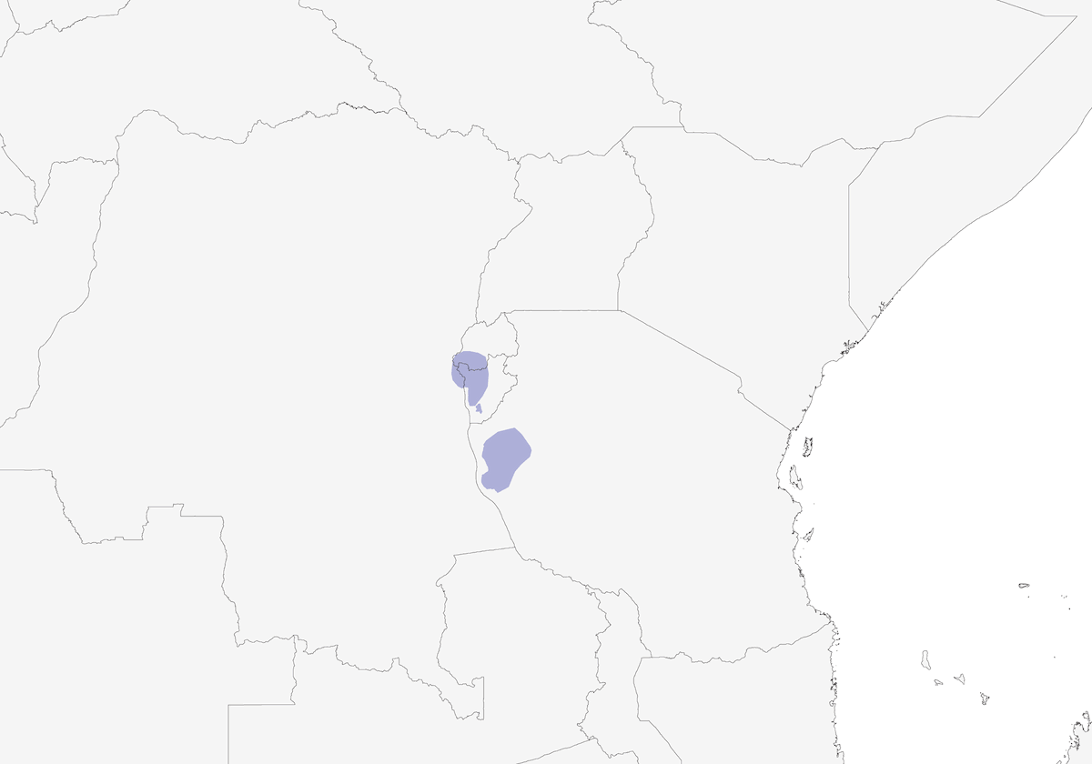 Kungwe Apalis, Distribution 1