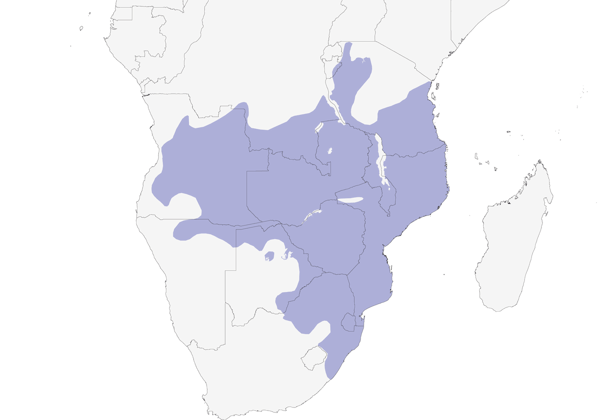 Zorzal de Kurrichane, Distribución 1