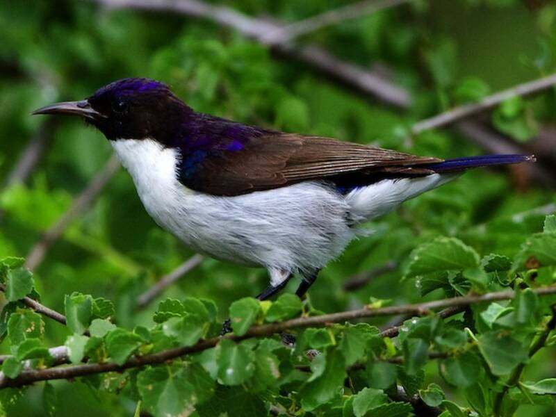 Eastern Violet-backed Sunbird, 照片 3