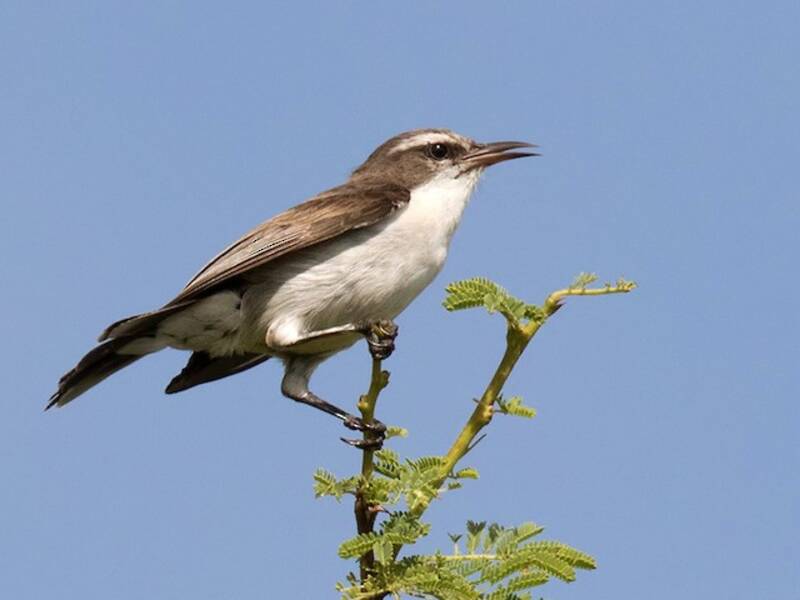 Eastern Violet-backed Sunbird, 照片 4
