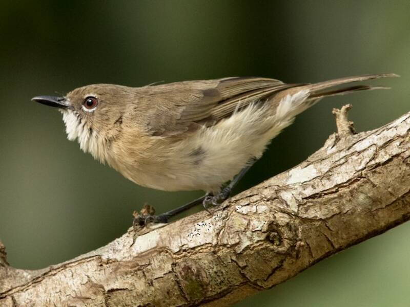 Large-billed Gerygone, Photos 2