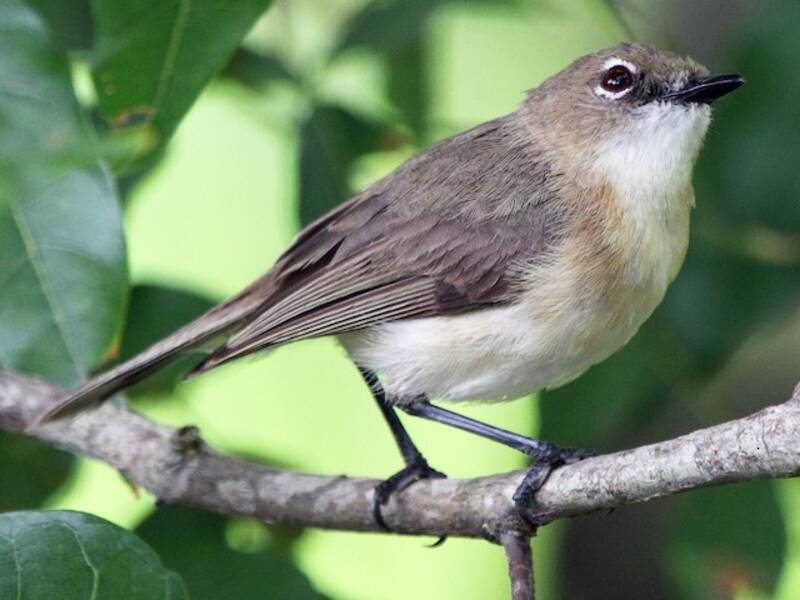 Large-billed Gerygone, Photos 3