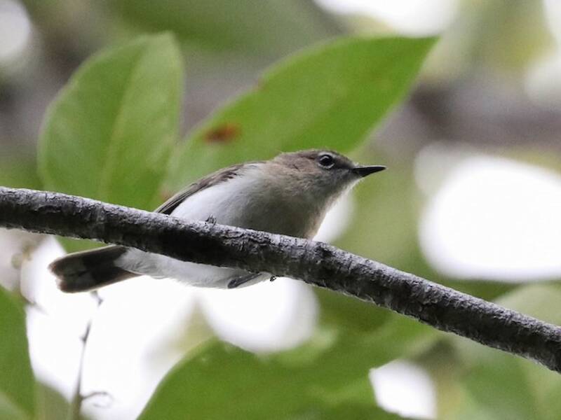 Large-billed Gerygone, Photos 4