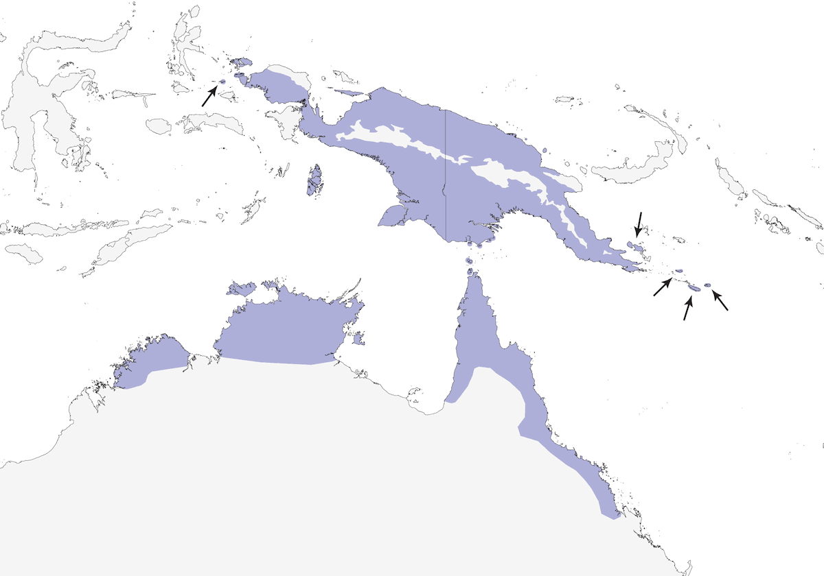 Large-billed Gerygone, Distribution 1