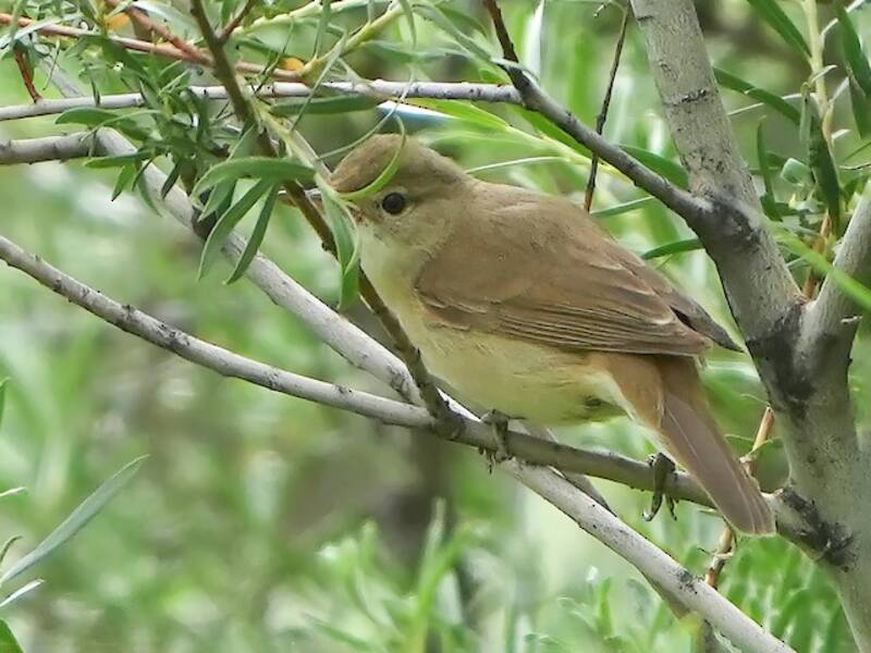 Forapaglie beccogrosso, Foto 3