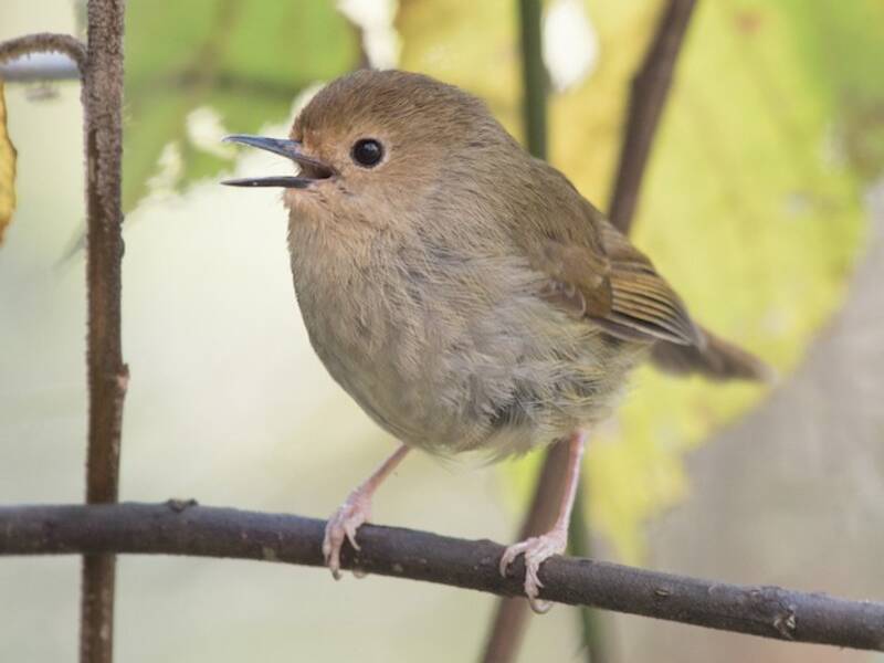 Large-billed Scrubwren, 照片 4