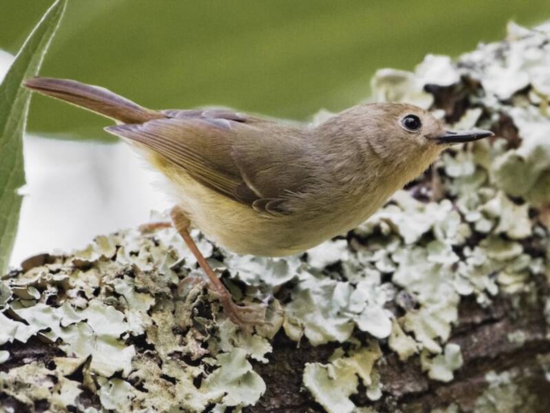 Large-billed Scrubwren, 照片 2