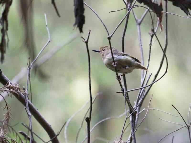 Large-billed Scrubwren, 照片 3