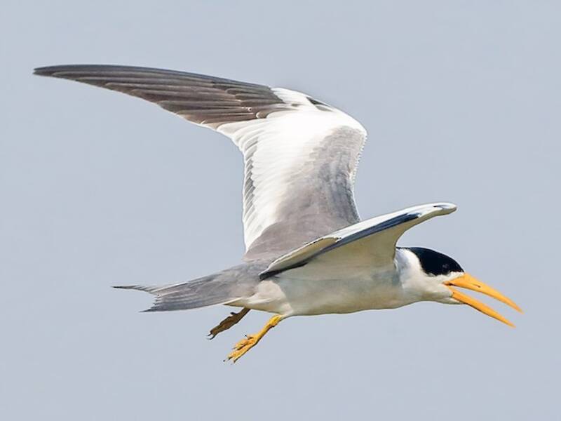 Large-billed Tern, Photos 3