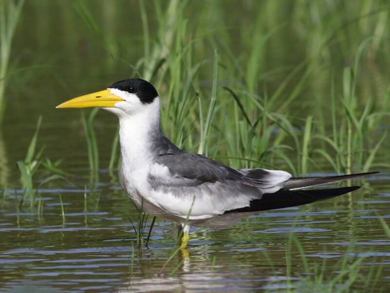 Large-billed Tern, Photos 4