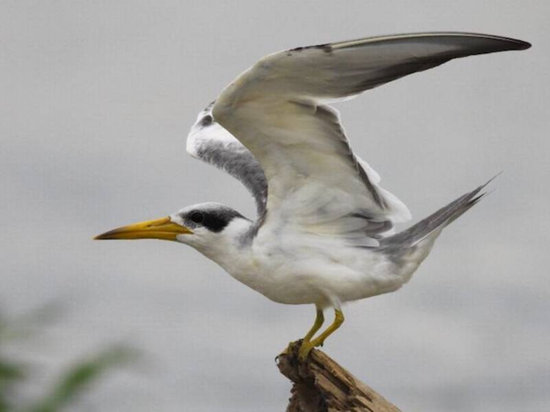 Large-billed Tern, Photos 2