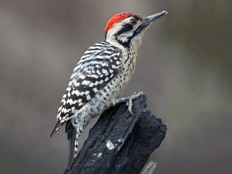 Ladder-backed Woodpecker, Photos 2