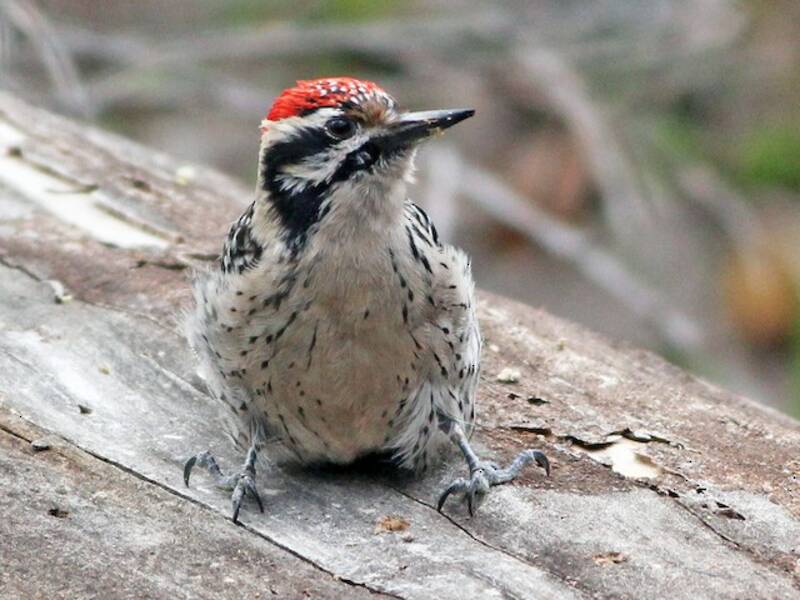 Ladder-backed Woodpecker, Photos 3