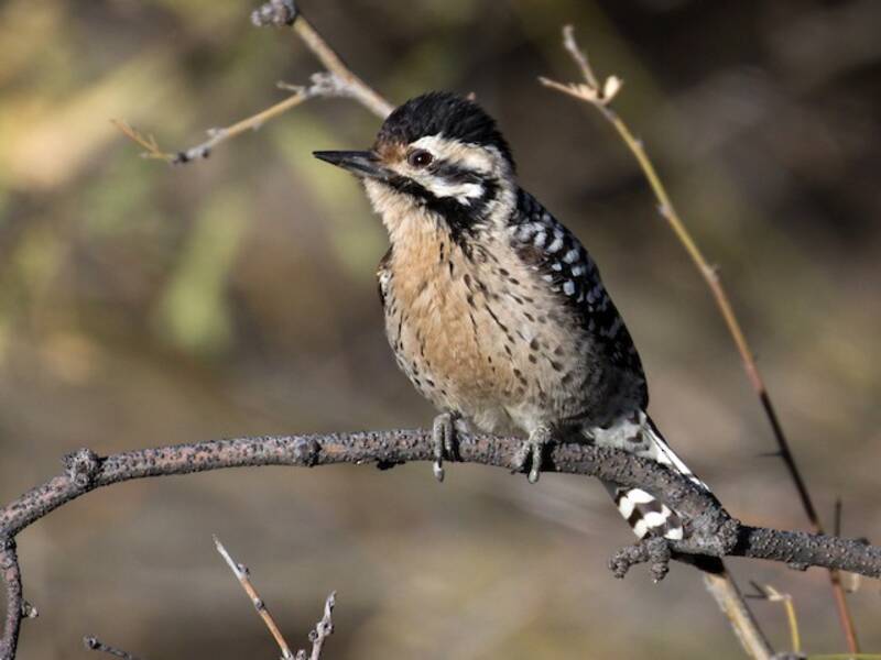 Ladder-backed Woodpecker, Photos 4