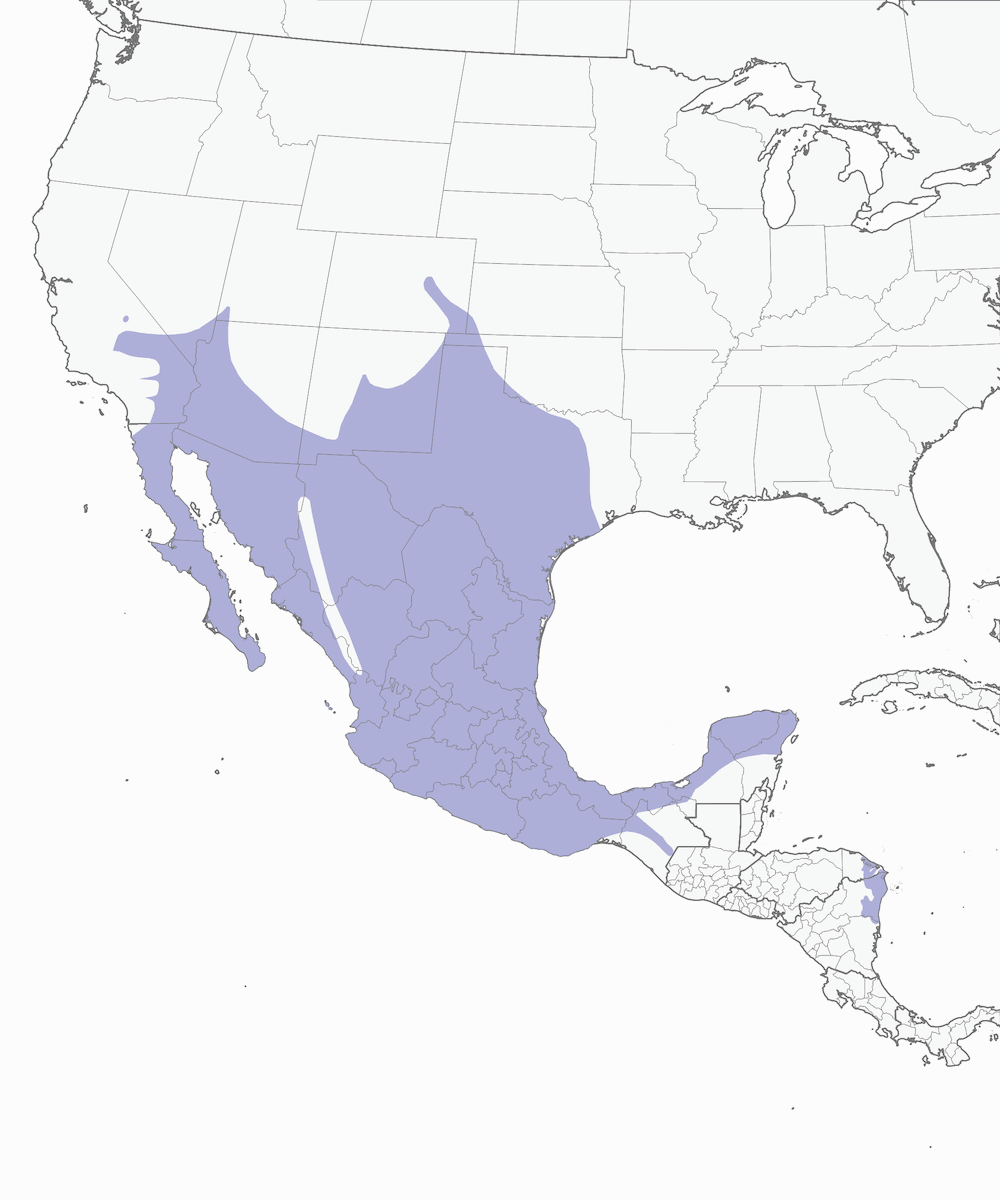 Ladder-backed Woodpecker, Distribution 1