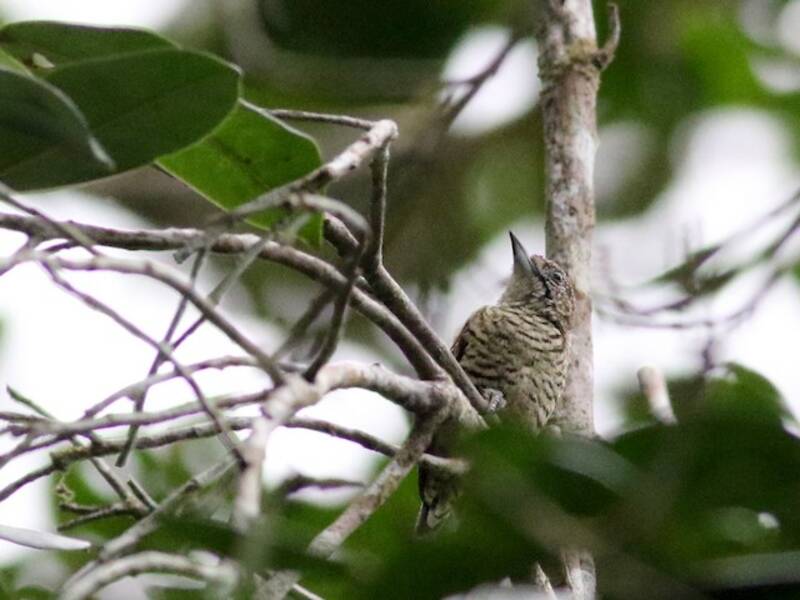 Lafresnaye's Piculet
