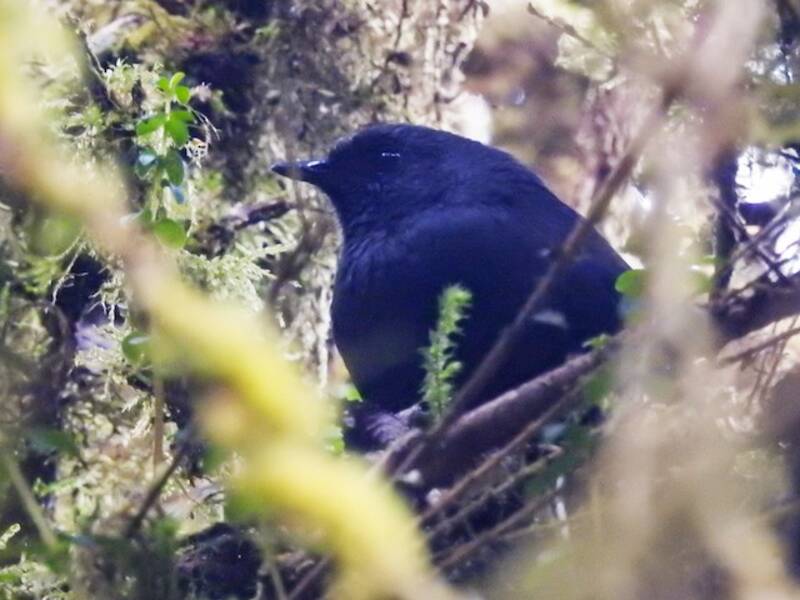 Large-footed Tapaculo (Scytalopus macropus)