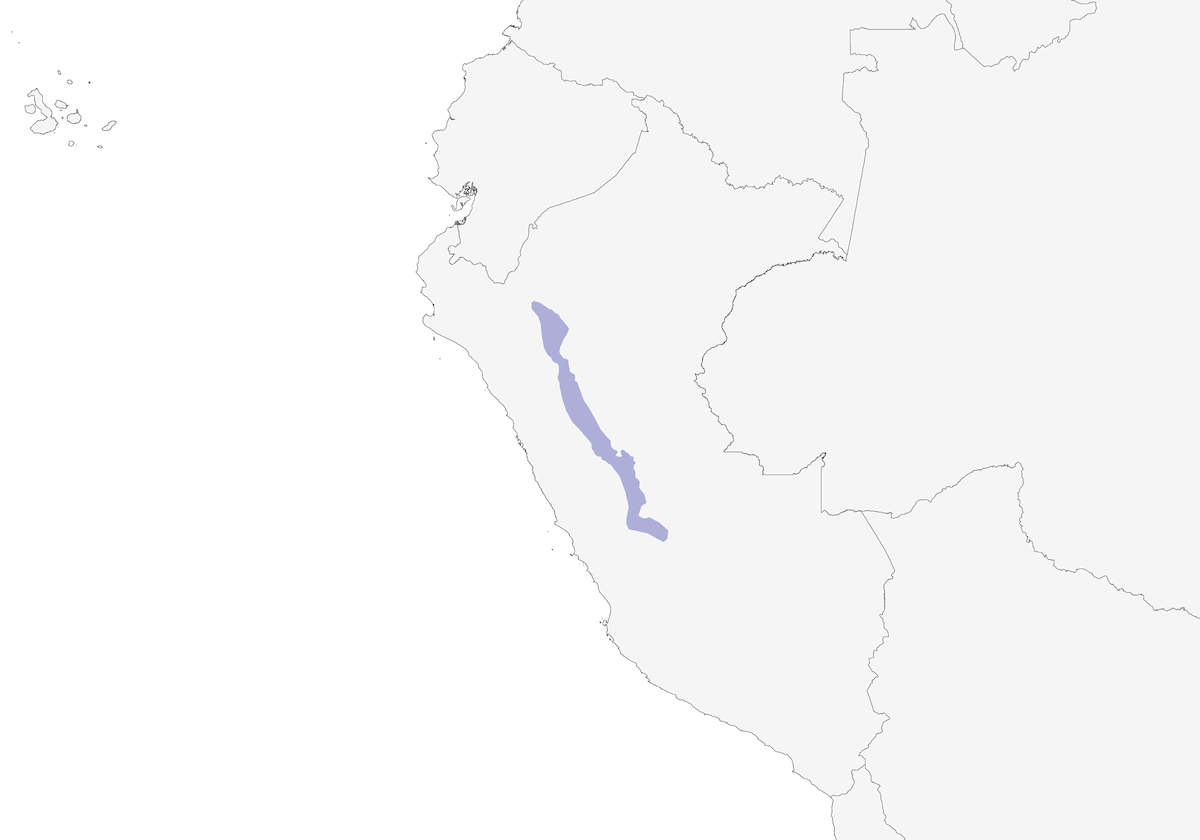 Scitalopo piedigrossi, Distribuzione 1