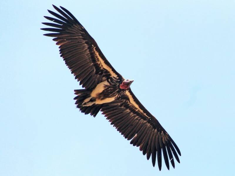 Lappet-faced Vulture, 照片 4