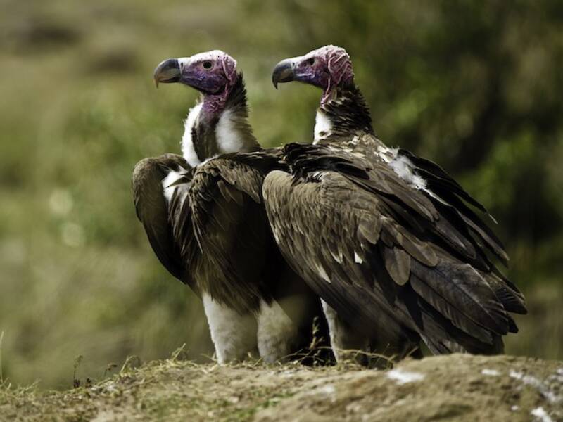 Lappet-faced Vulture, 照片 3