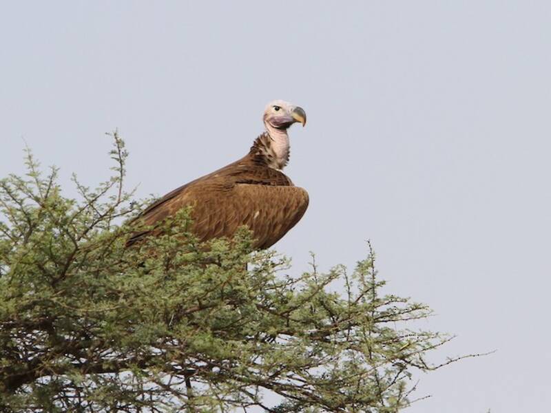 Lappet-faced Vulture, 照片 2