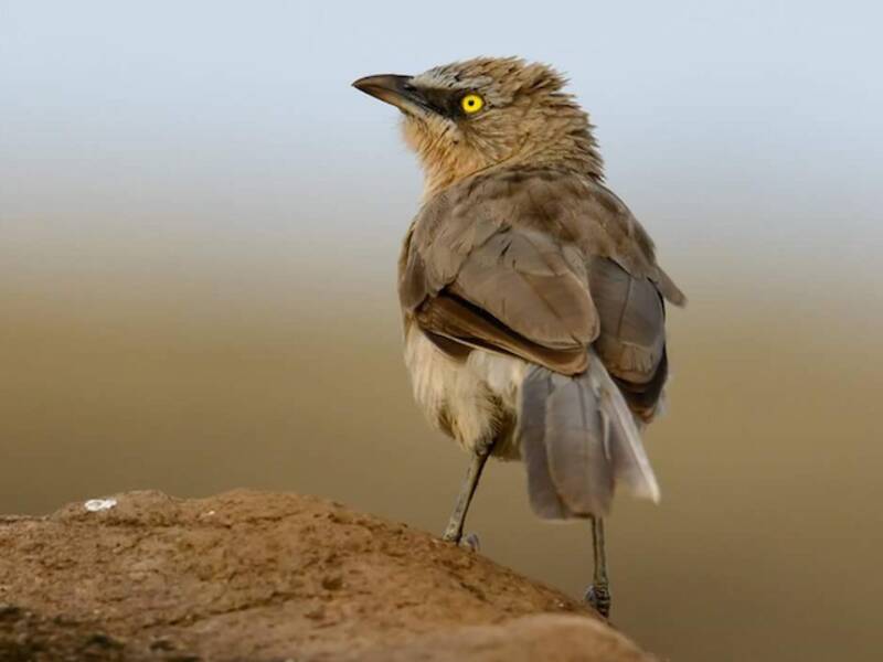 Large Gray Babbler, 照片 4