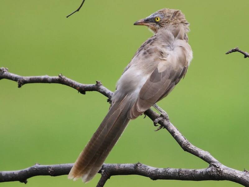Large Gray Babbler