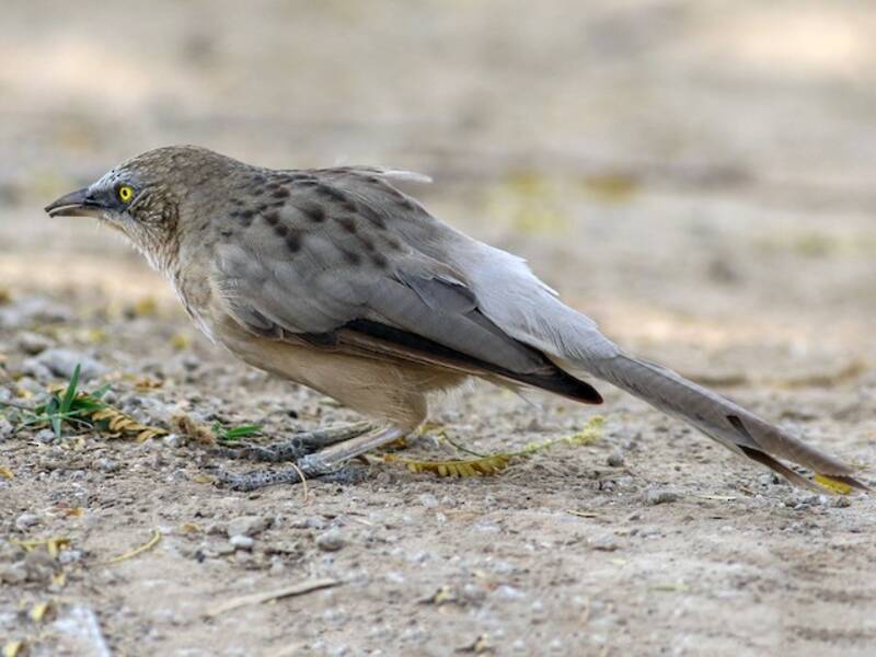 Large Gray Babbler, 照片 2