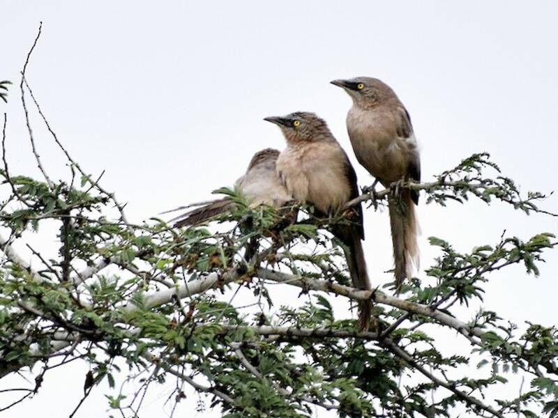 Large Gray Babbler, 照片 3