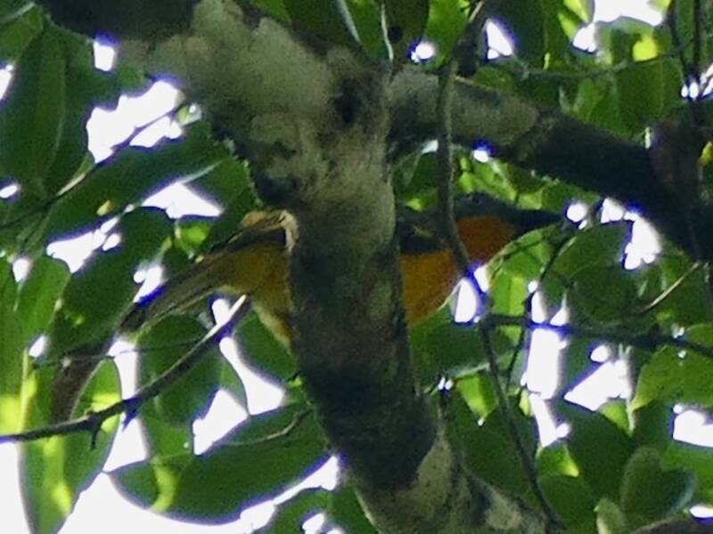 Lagdenbuschwürger, Fotos 3