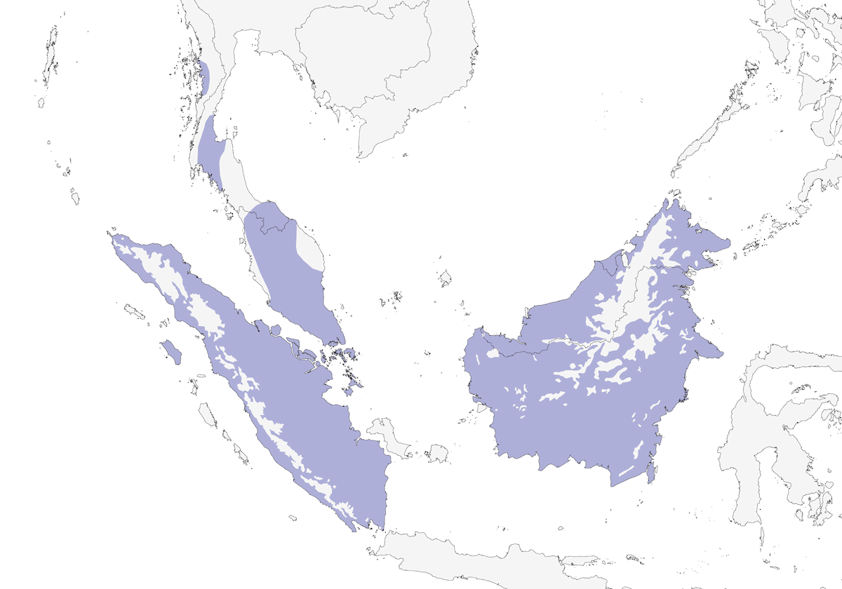 Paloma verde grande, Distribución 1