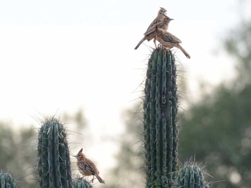 Lark-like Brushrunner