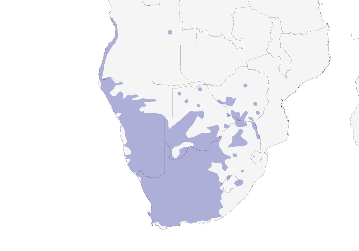 Escribano Alondra, Distribución 1